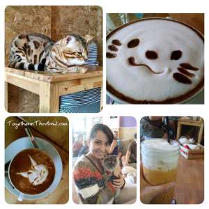 Catmosphere Cat Cafe Chiang Mai