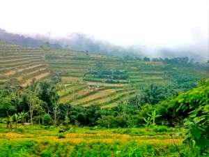 Rice Terraces in central Bali