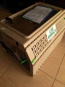 cat travel crate