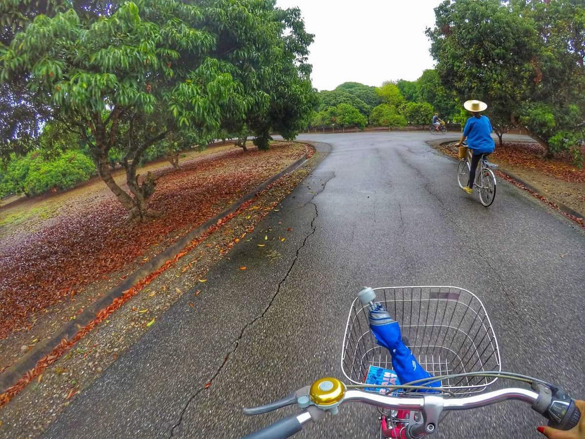cycling in orchard - local tours Chiang Mai Thailand