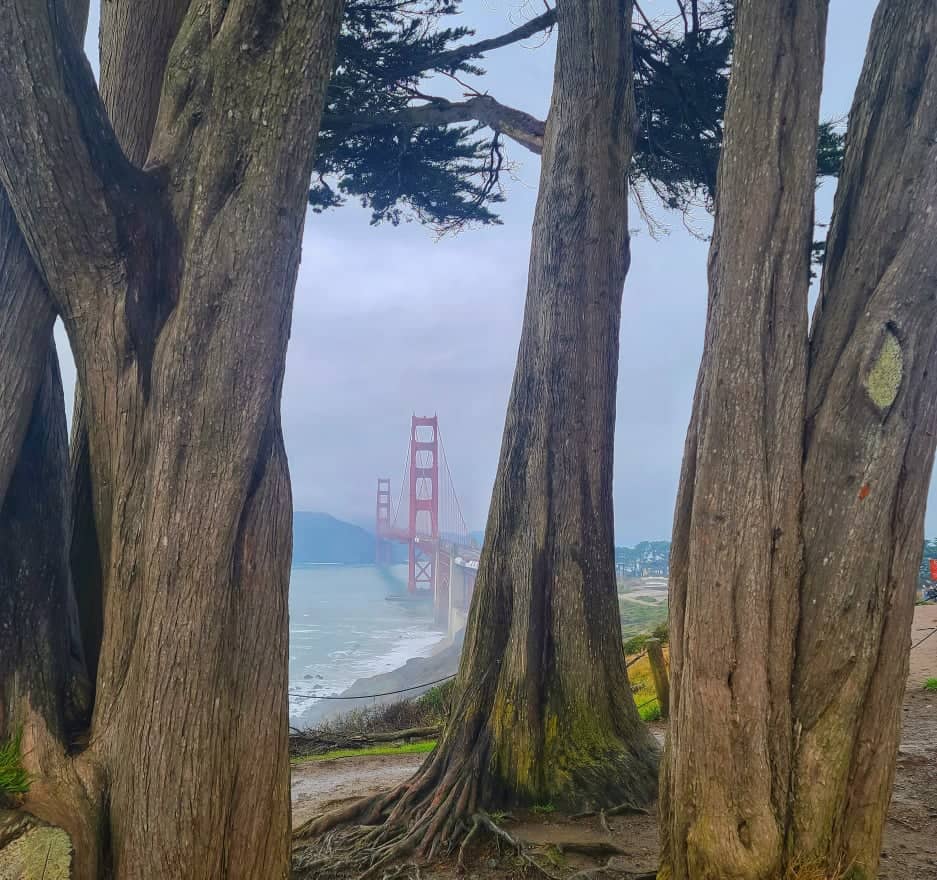 How to see Golden Gate Bridge on a day spent in San Francisco View of the Golden Gate Bridge in San Francisco as seen through the trunks of large trees.