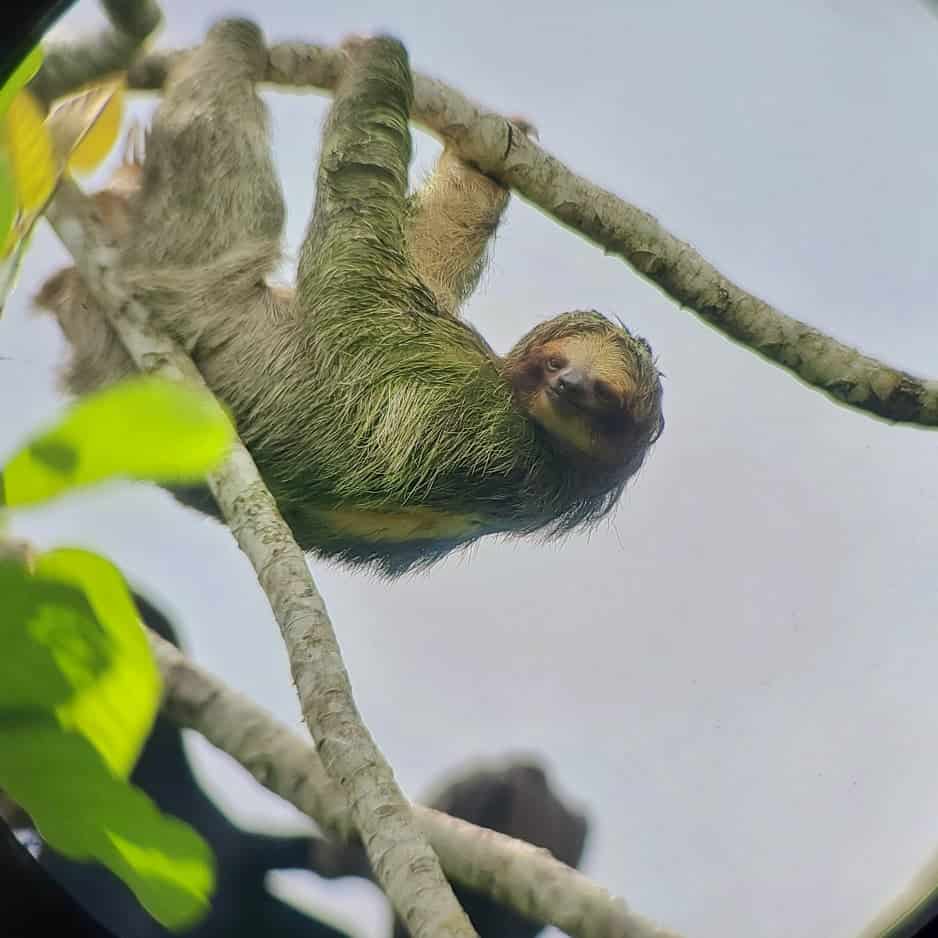 see sloths with scope in treetops of La Fortuna Costa Rica