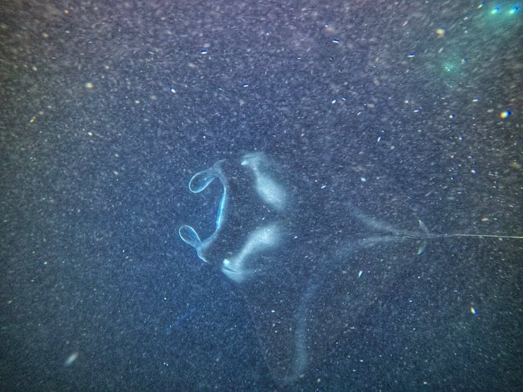 night snorkel with manta rays - Hawaii things to do