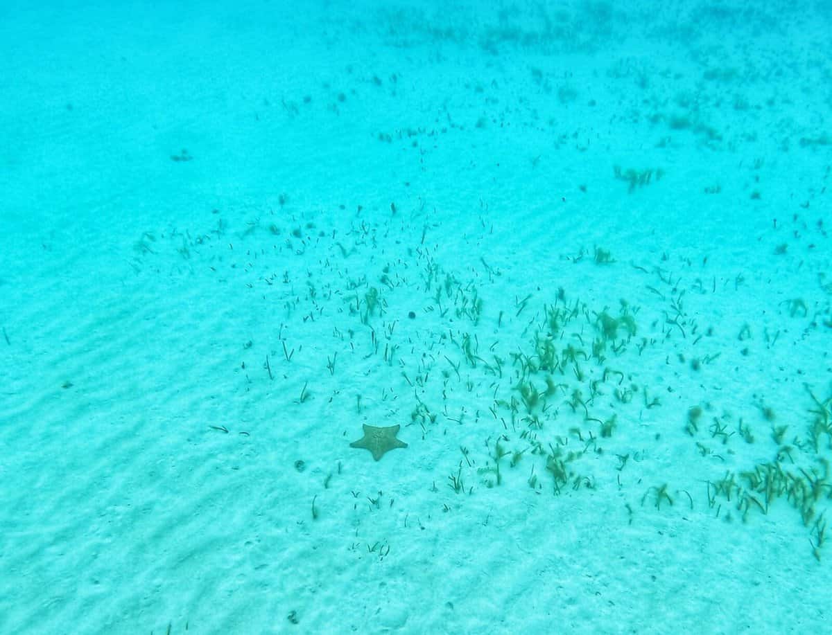 Cozumel snorkling Cozumel snorkling