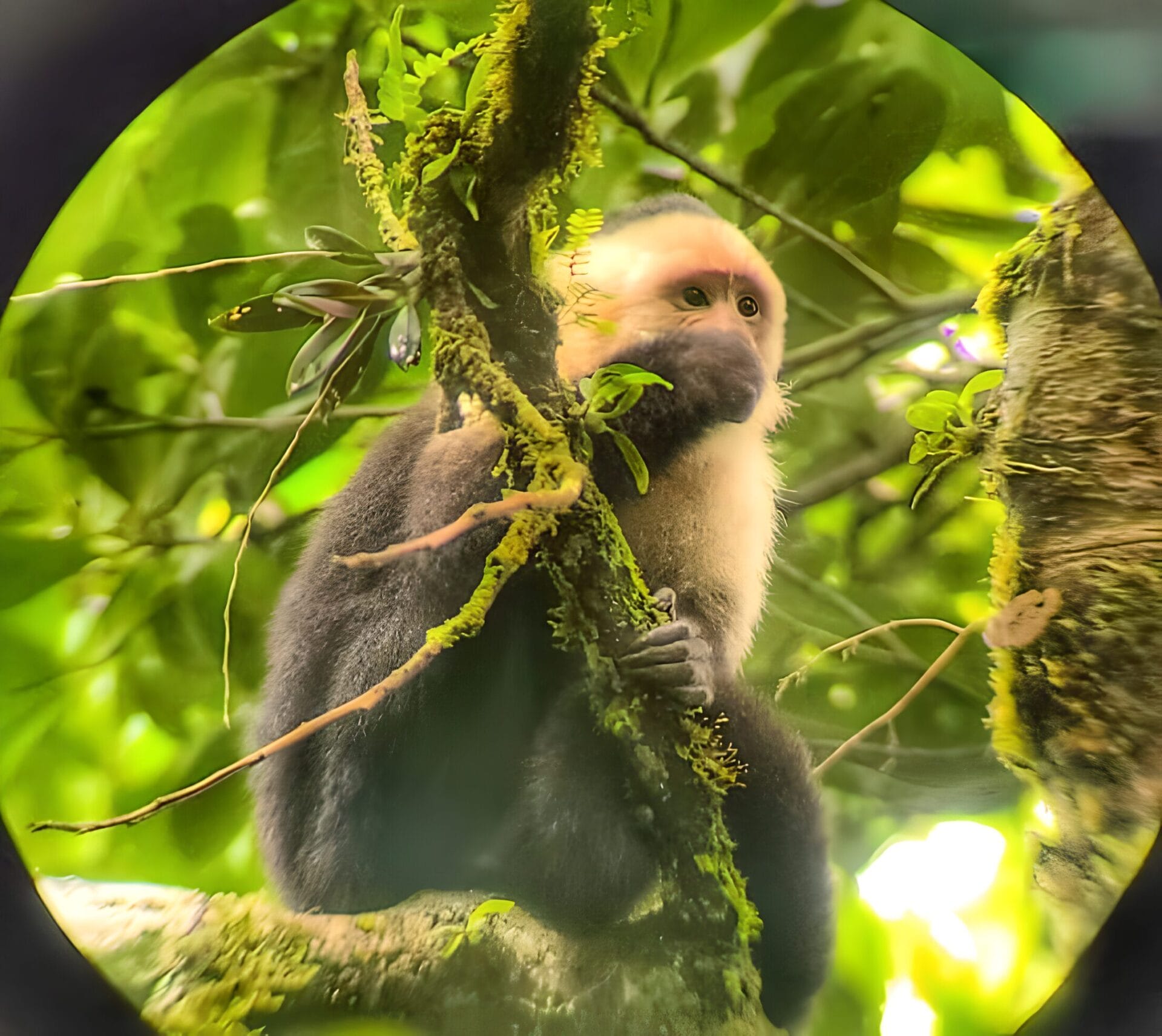 Howler Monkeys - Monteverde Cloud Forest, 2 weeks in Costa Rica Close-up of a howler monkey sitting on a tree branch in Monteverde Cloud Forest Reserve, surrounded by lush green foliage.
