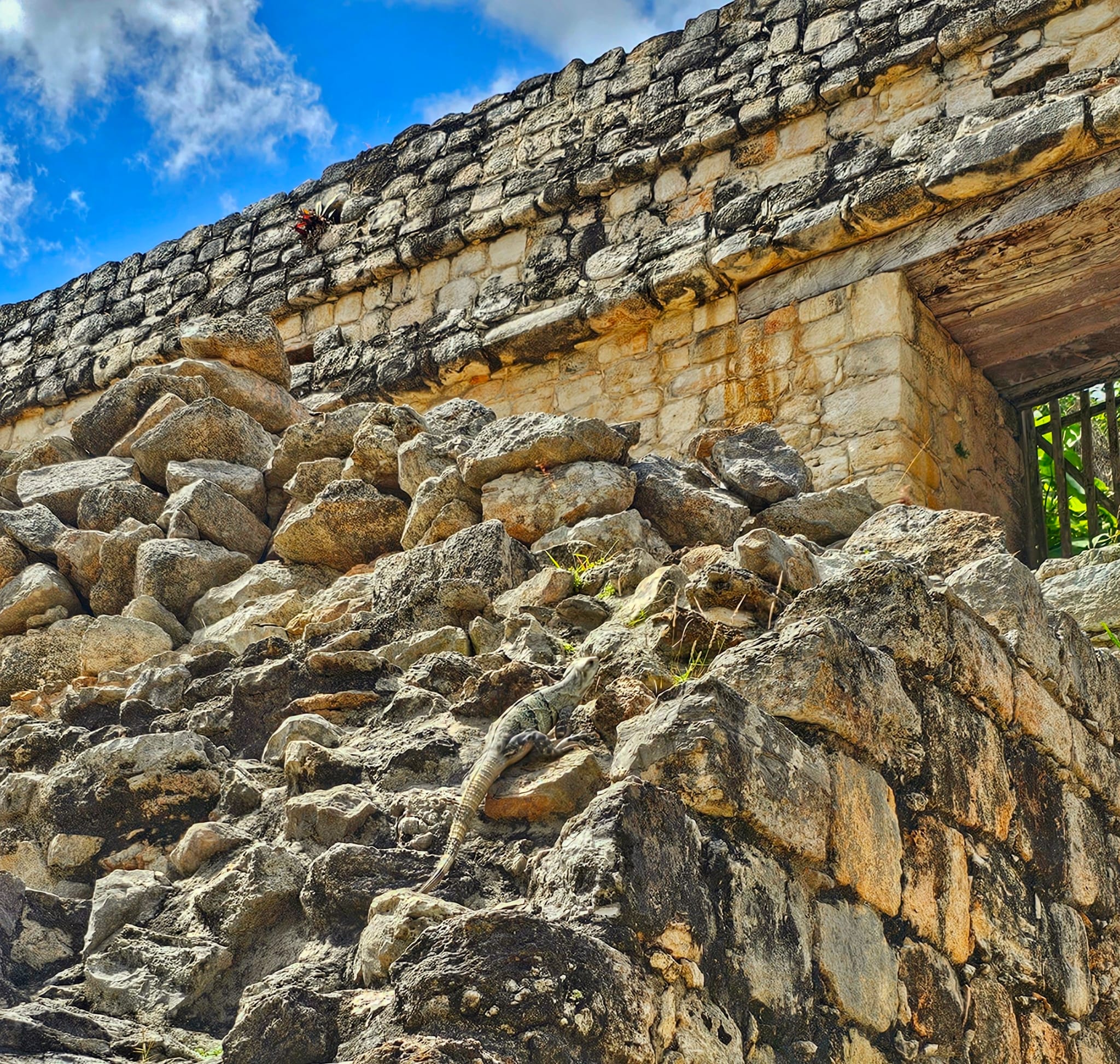 Cancun iguanas