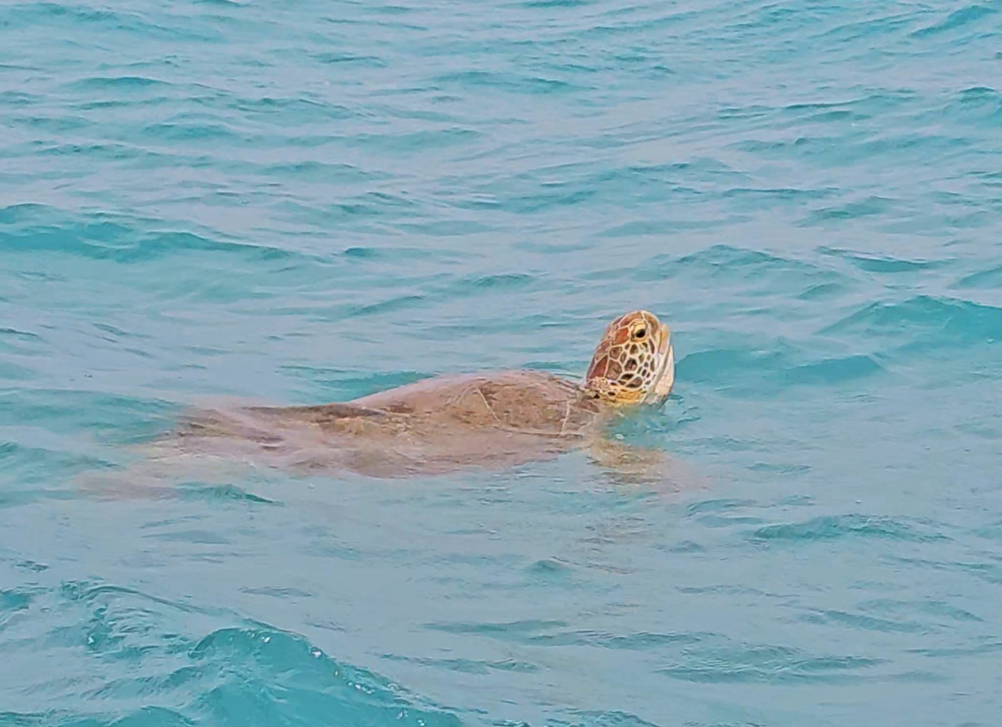 turtle in Sian Kaan Mexico