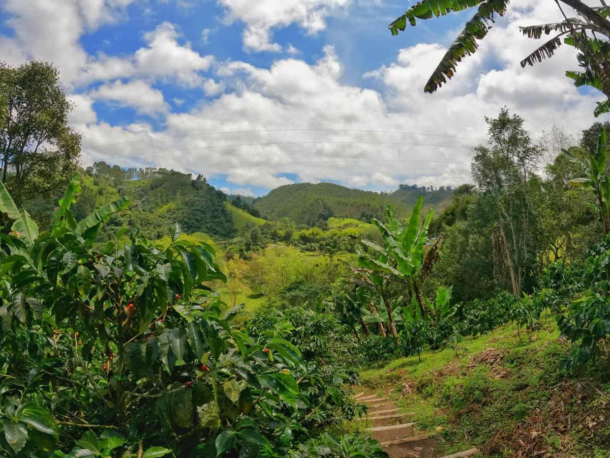Colombia coffee triangle - Colombia two weeks